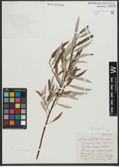 Foto von Salix viminalis L.